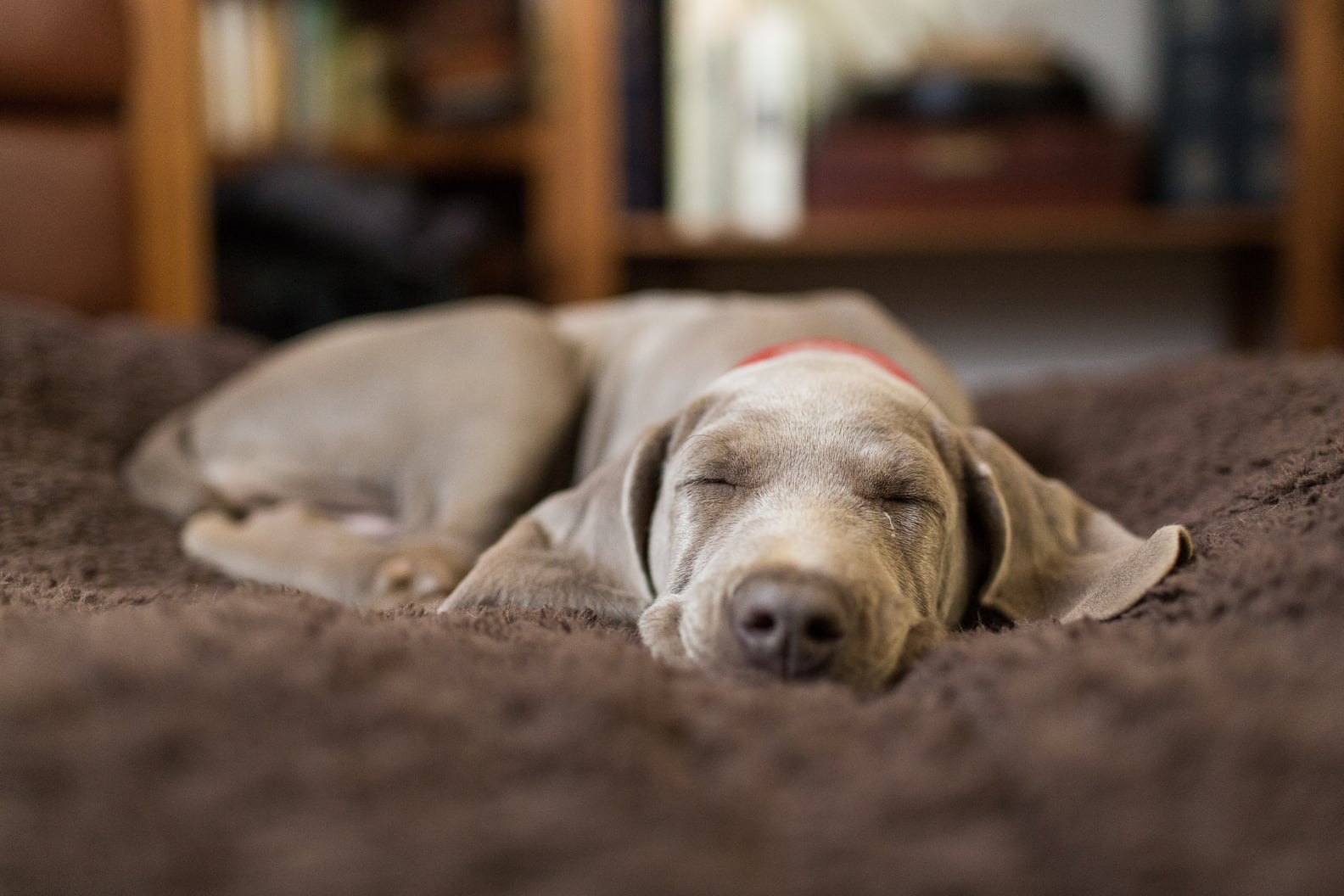 How Do I Know If My Dog Is Depressed? POPSUGAR Family