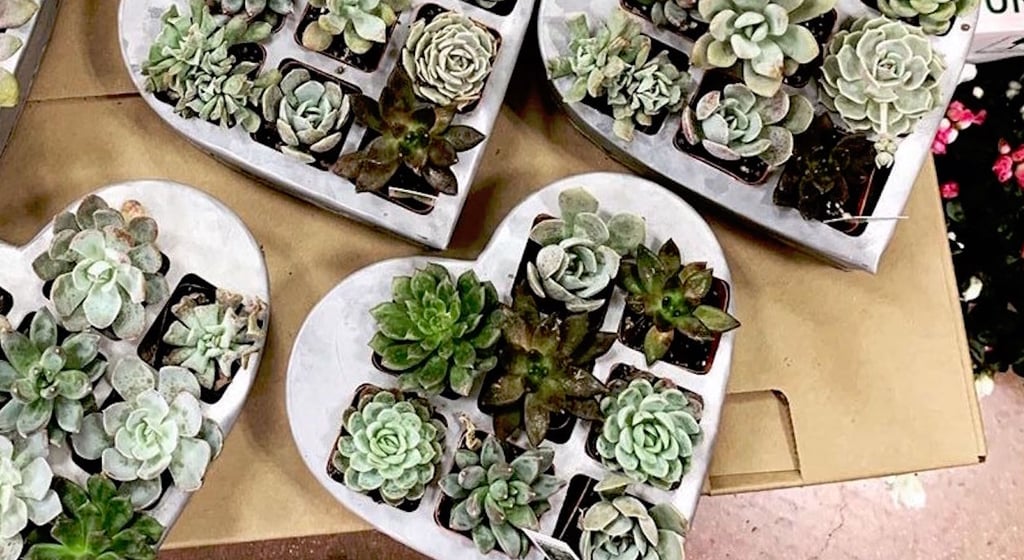 Trader Joe's Now Has Heart-Shaped Succulent Planters