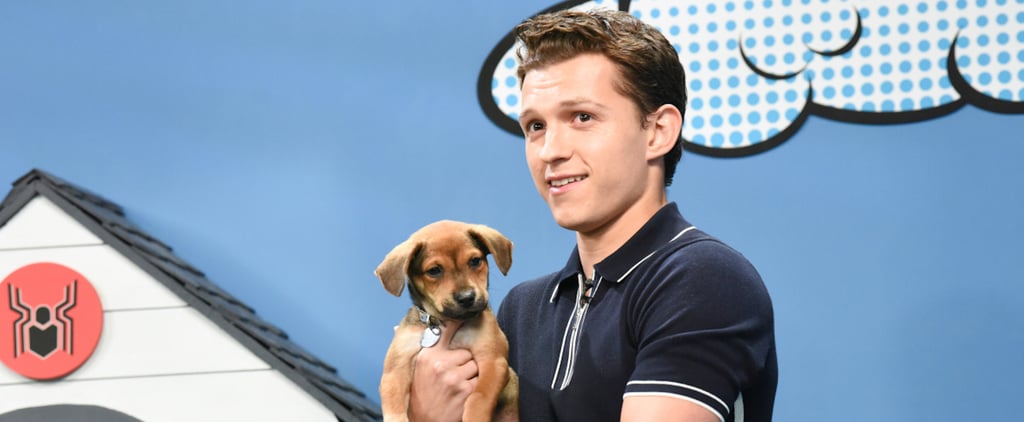 Tom Holland With Rescue Dogs on The Late Show Video