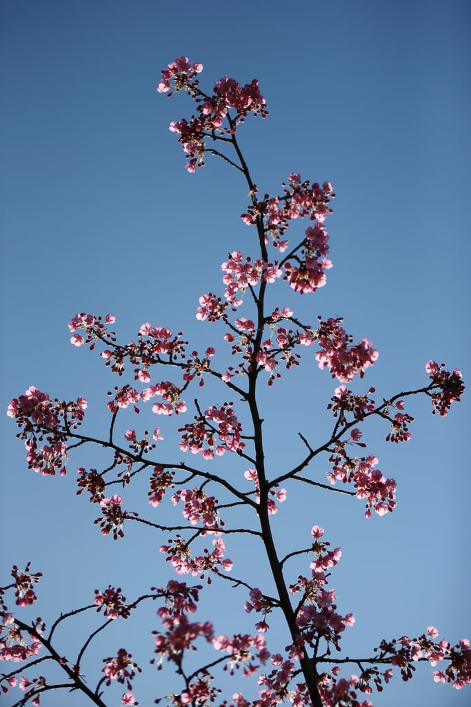 After one of England's wettest Winters, flowers were beginning to bloom in London.