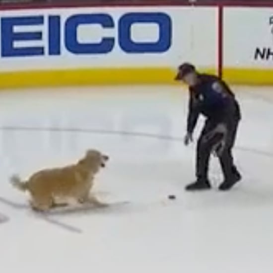 Best Dogs For Families POPSUGAR Pets