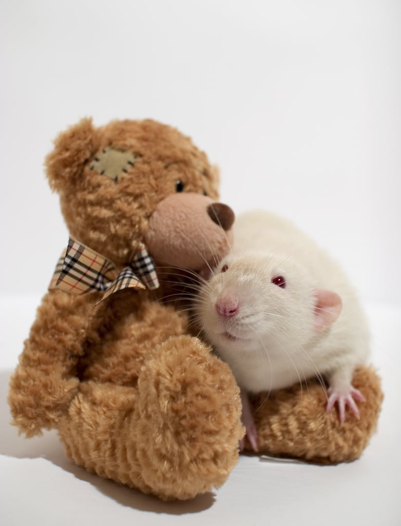 This rat loves his friend.
Source: Flickr user AlexK100