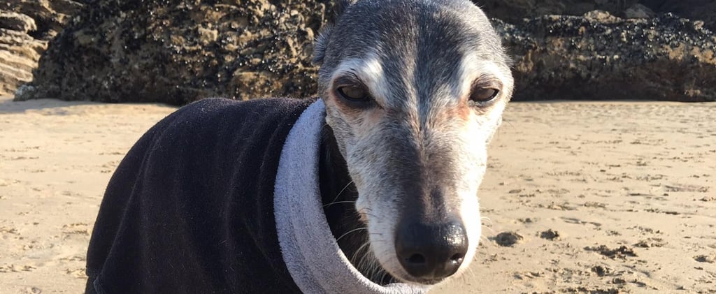 Dog-Lovers Walk With Senior Dog Before He Dies
