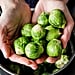 The Surprising Health Benefits and Side Effects of Eating Brussels Sprouts
