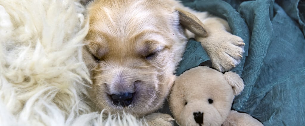 Everything You Need to Buy For a New Puppy