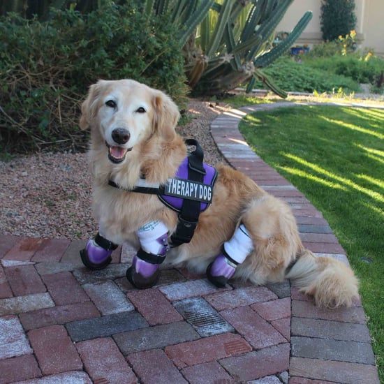 Dog With Prosthetic Paws Becomes a Therapy Dog