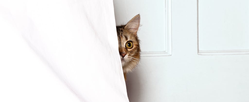 Why Do Cats Hide When They're Sick?