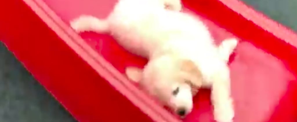 Video of Golden Retriever Puppy Going Down a Slide