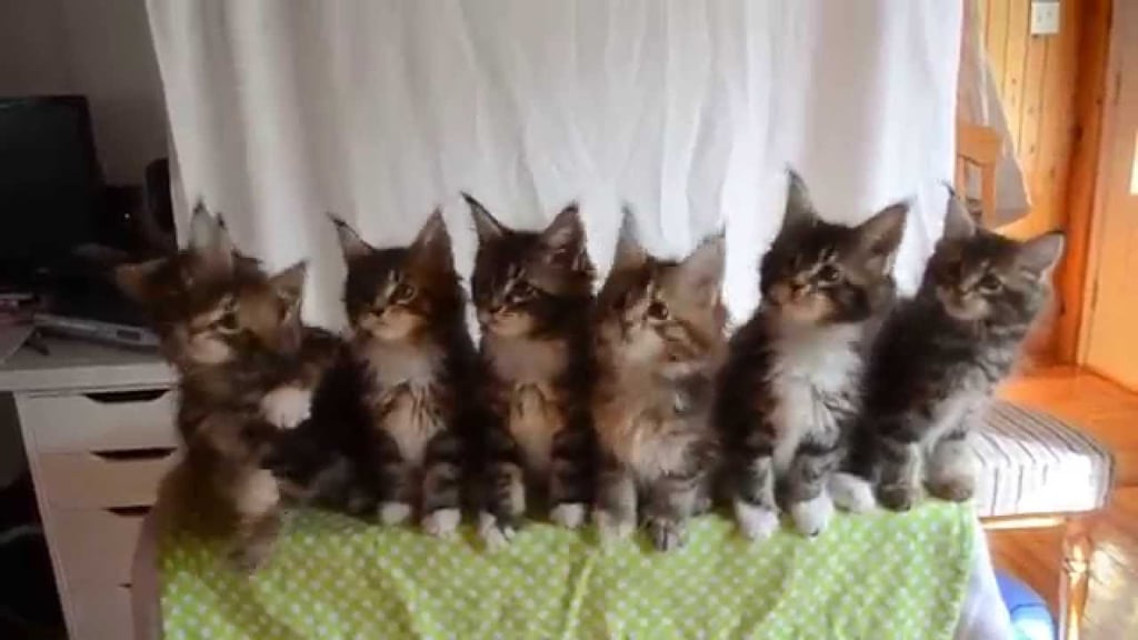 Cute Kittens | 3 Best Animal Videos of 2014 | POPSUGAR Pets