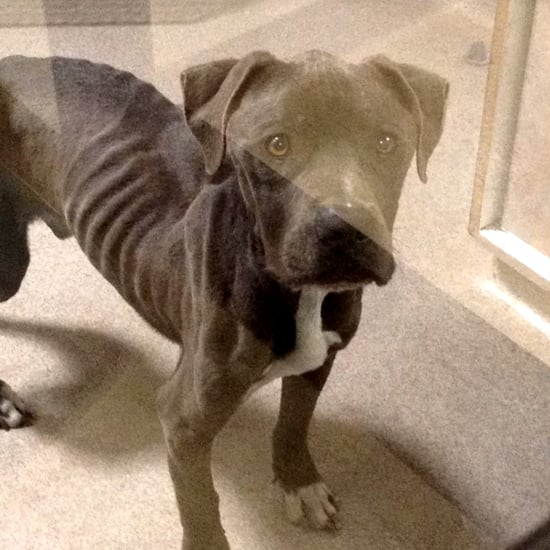 Starving Dog Rescued | Video