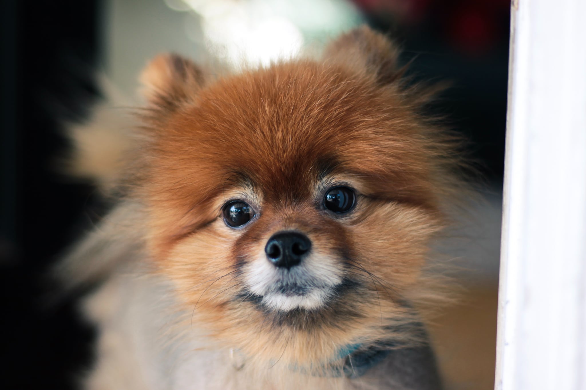 Cute Pomeranian Pictures Popsugar Pets