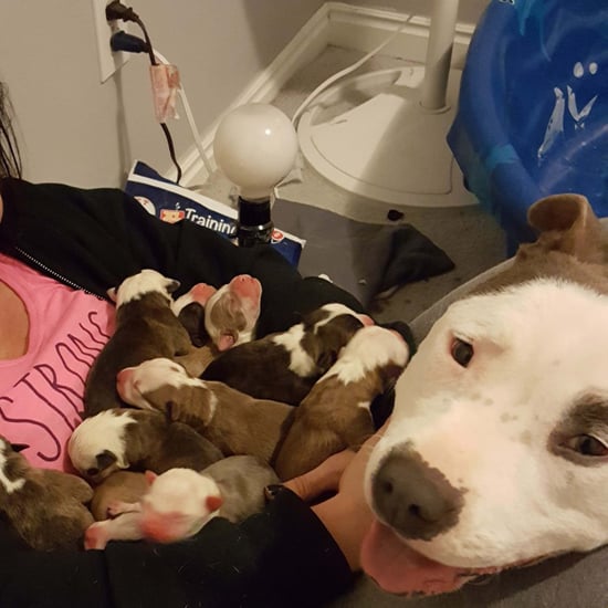 Rescue Pit Bull Showing Off Her Puppies