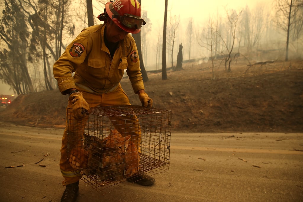 Animals Being Rescued From California Wildfires Nov. 2018