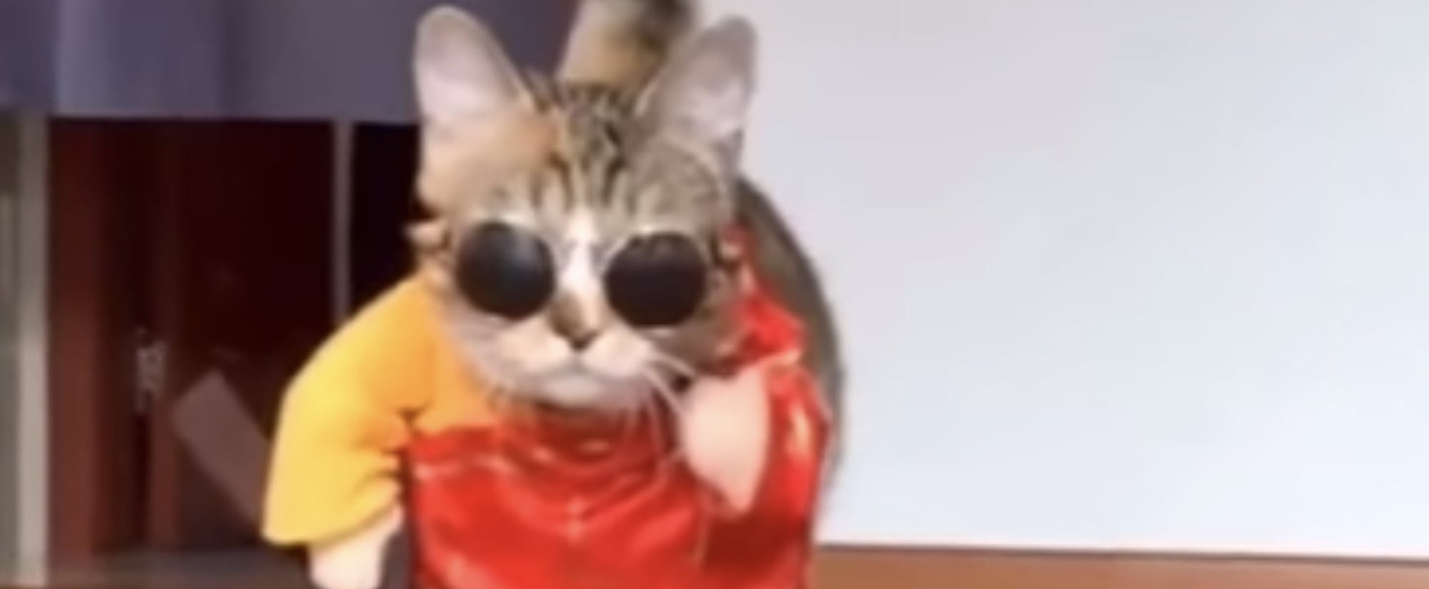 Cat Wearing Different Costumes On A Catwalk Video Popsugar Pets