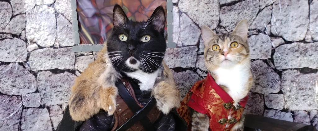 Cats Cosplaying as Famous TV and Movie Characters Photos