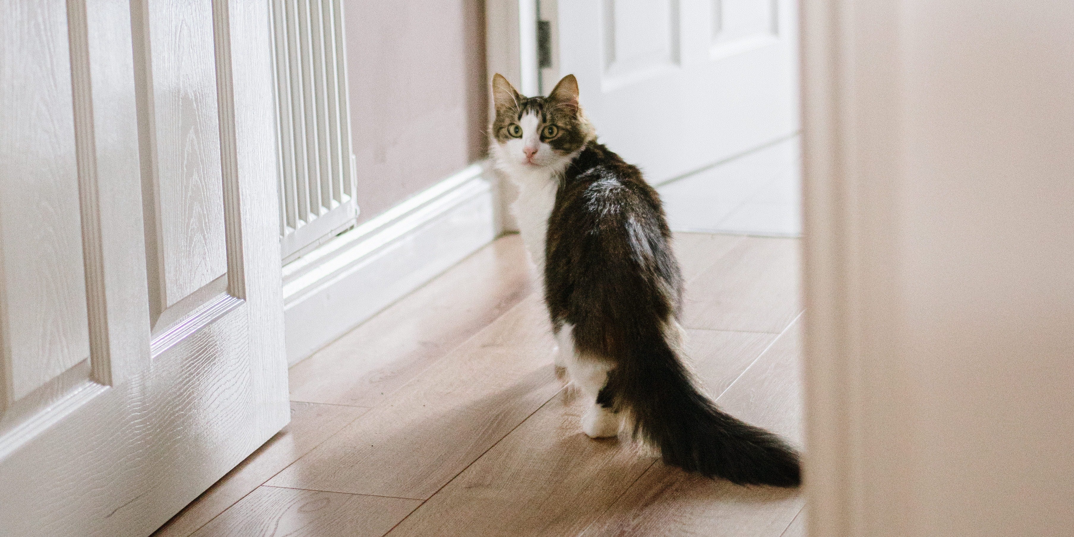 Why Does My Cat Wait for Me Outside of the Bathroom? POPSUGAR Pets