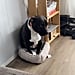 Pit Bull Gets Kicked Out of Dog Bed by Cat | TikTok Video