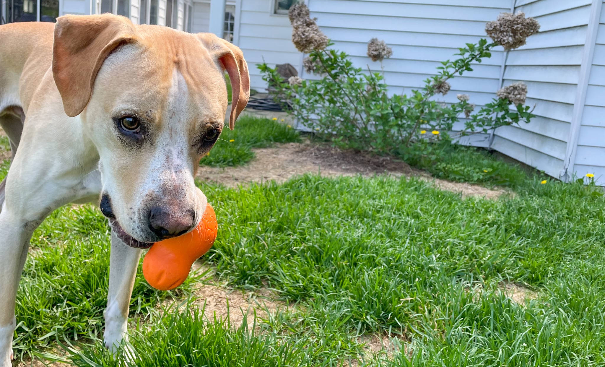 whats the toughest dog toy