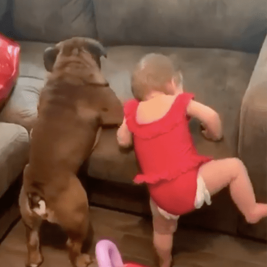 Video of Toddler and Bulldog Trying to Get on a Couch