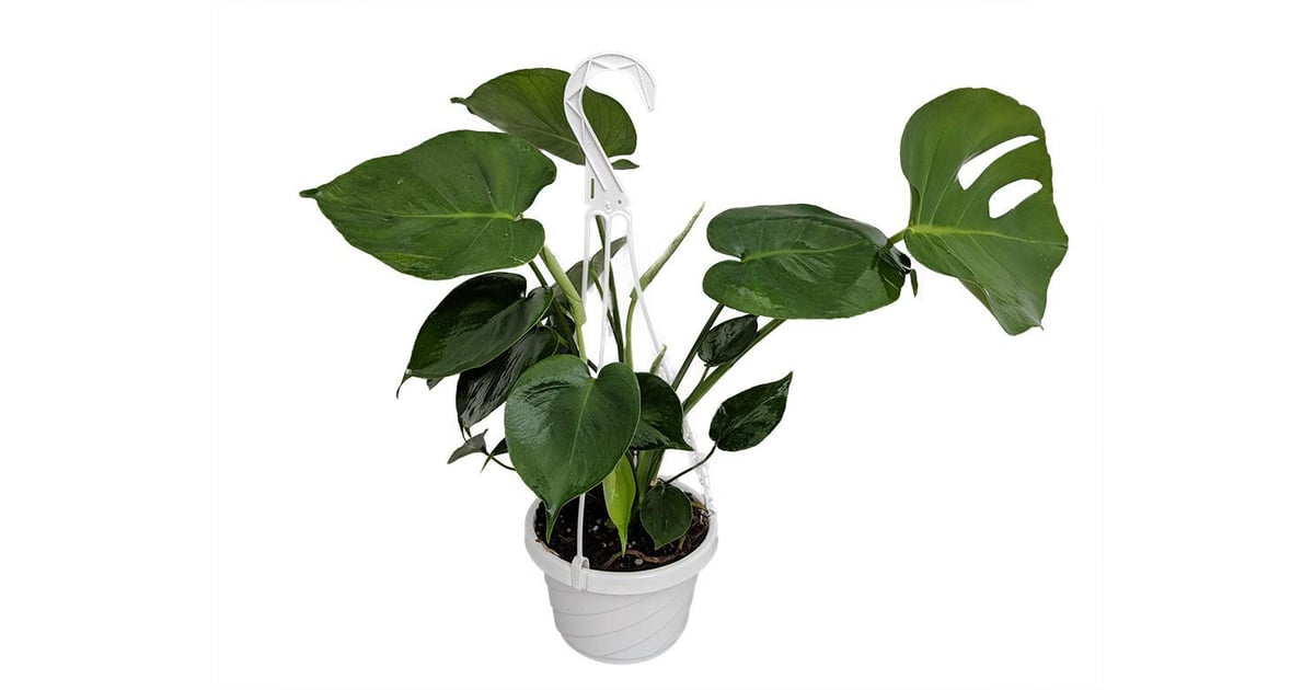 Monstera Indoor Plants For Air Quality on Amazon POPSUGAR Home Photo 21