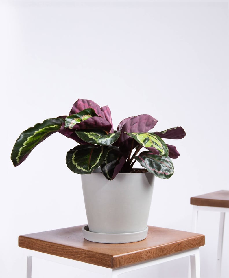 Potted Calathea Medallion Indoor Plant