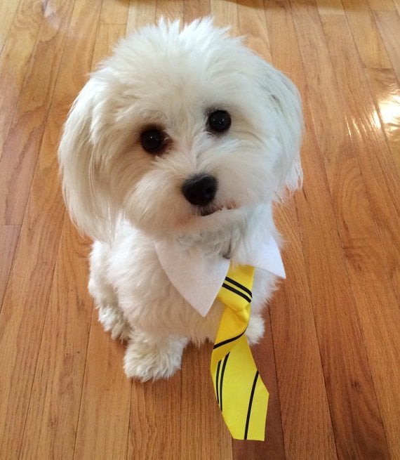 Hufflepuff dog collar sales