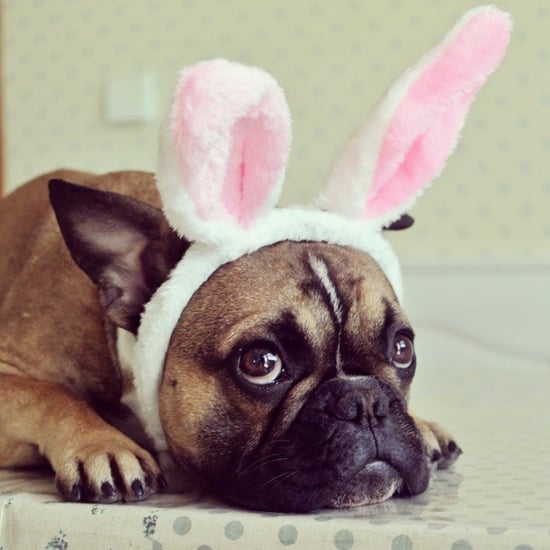 Pets Dressed as the Easter Bunny