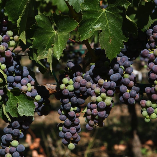 Unique Wineries in Napa