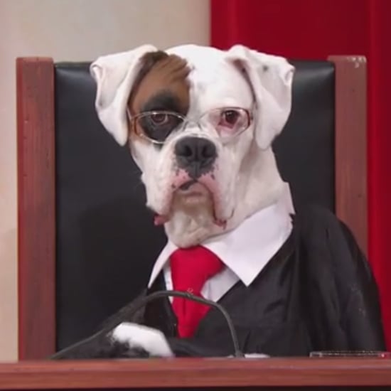 Supreme Court Reenactment With Dogs on John Oliver | Video