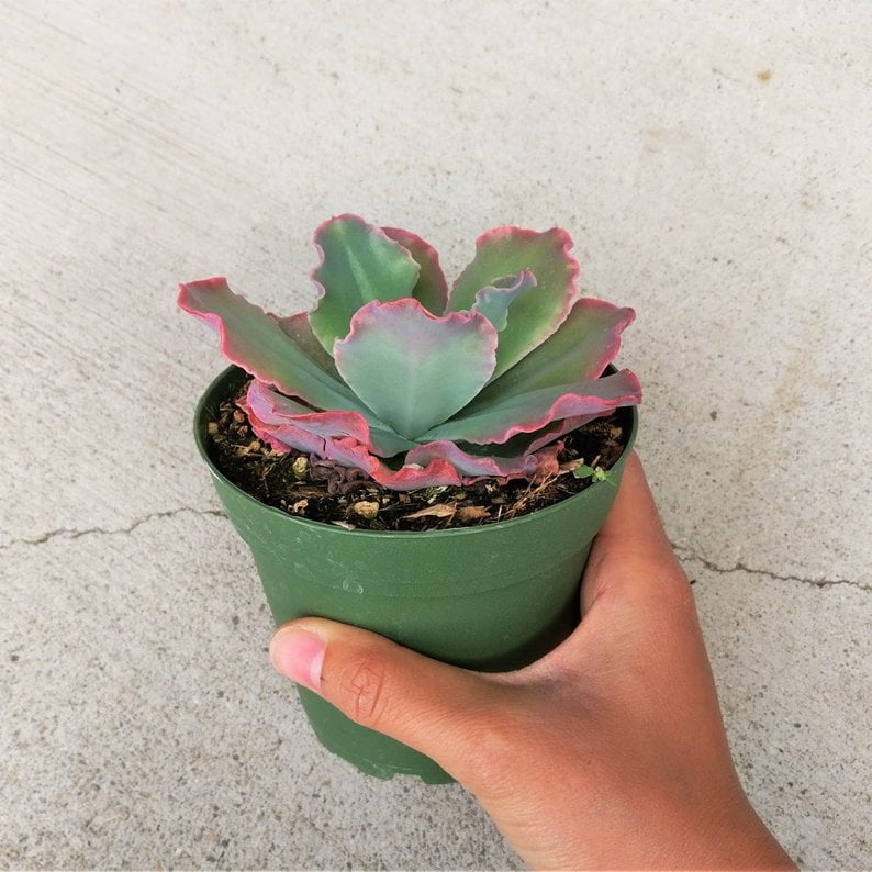 Echeveria Ruffle