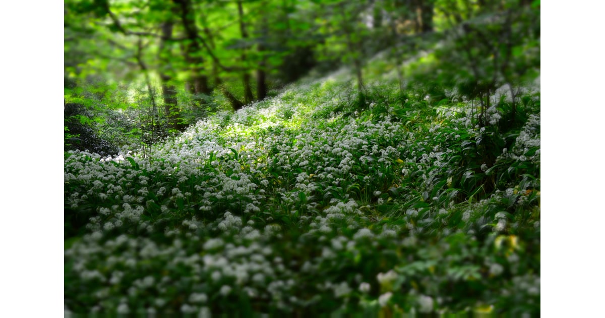 The Belief That The Grass Is Always Greener 37 Things To Let