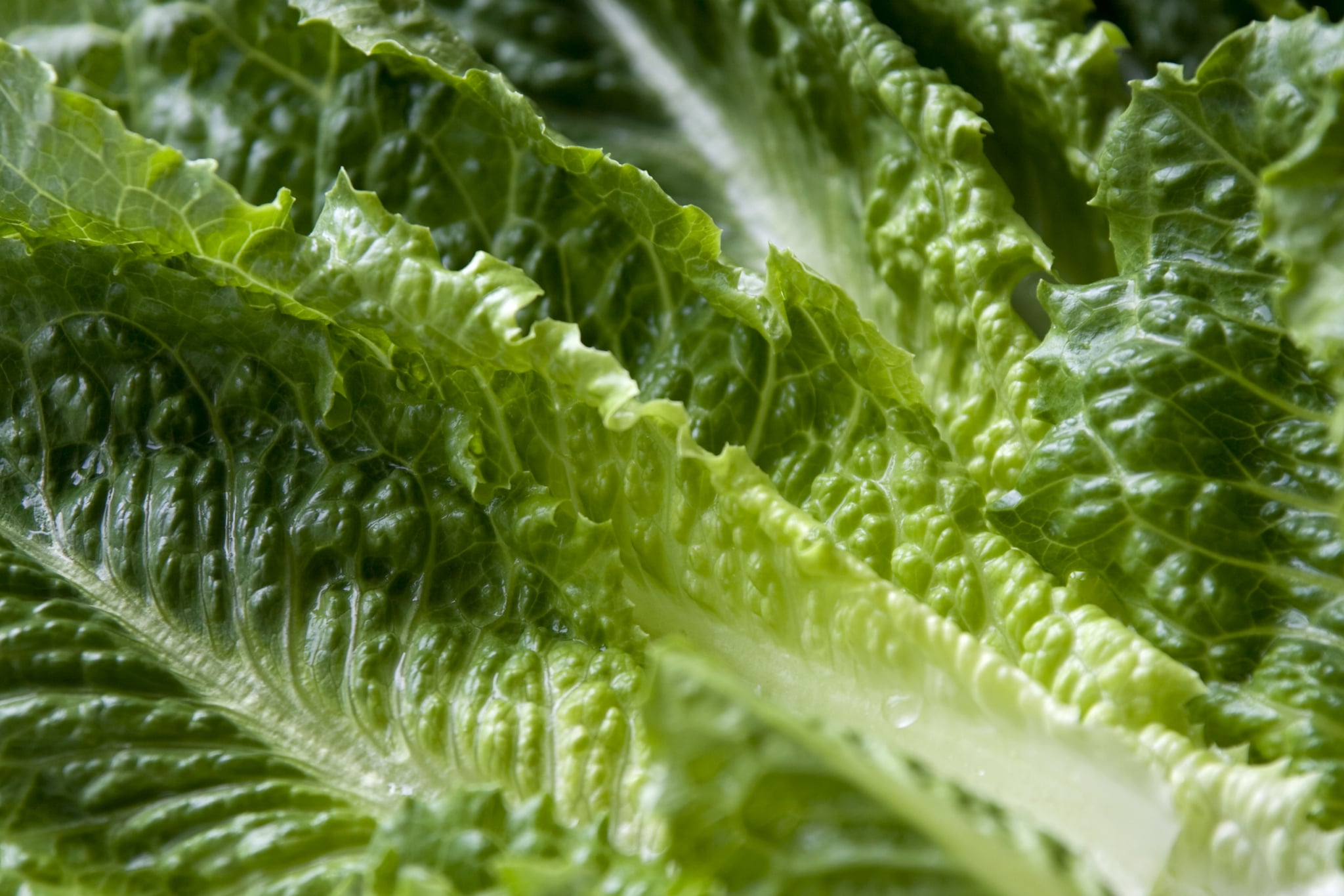 Wet leaves of Romaine lettuce.