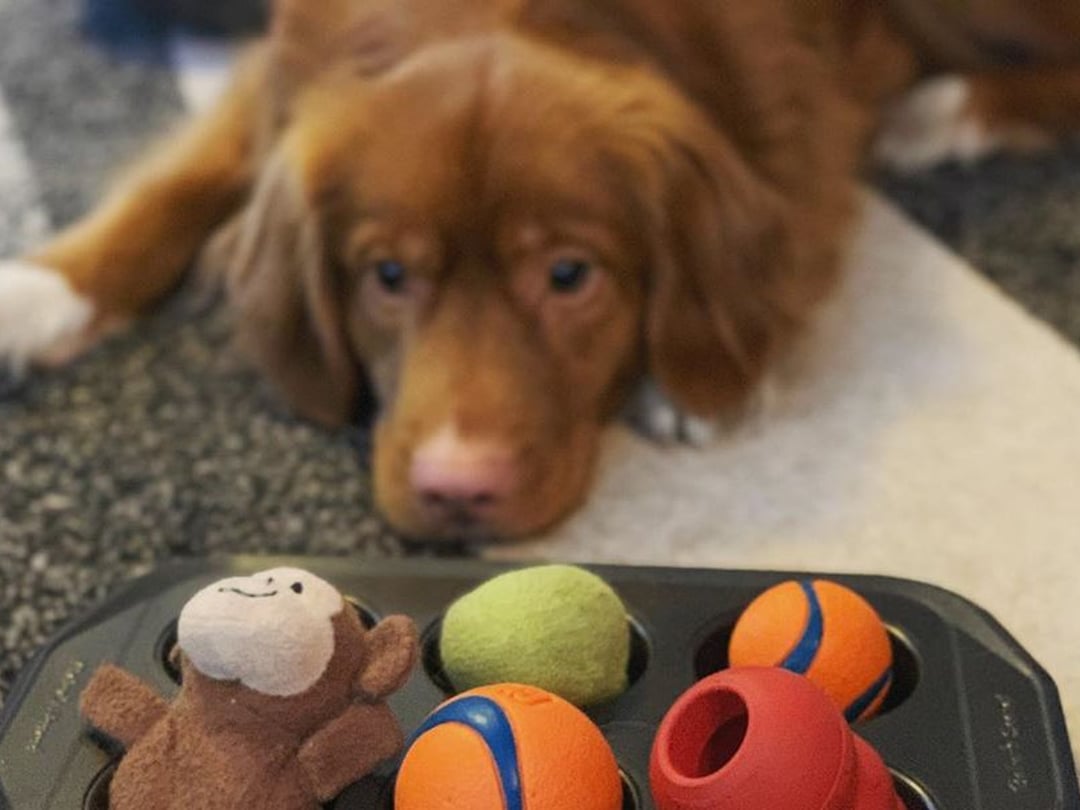 Up Dog Toys  Modern & Minimalist Toys For Dogs And Puppies