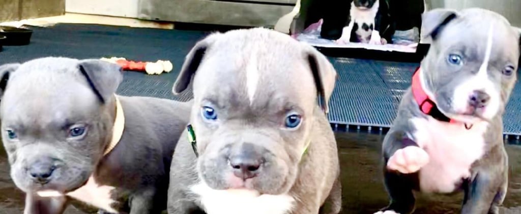See So Many Cute Photos of Pit Bull Puppies and Dogs