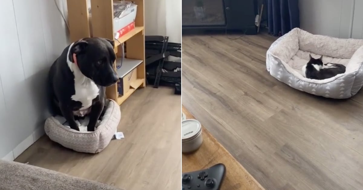 Dog kicks hot sale cat off bed