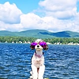 Tinkerbelle the Dog in the Berkshires | POPSUGAR Pets - 160 x 160 jpeg 8kB