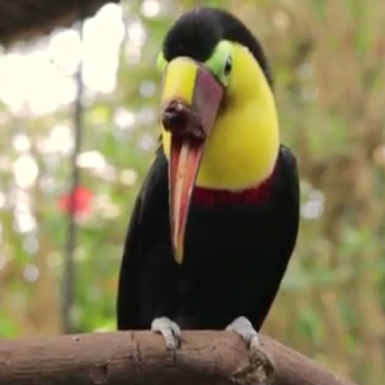 Toucan Nation Documentary