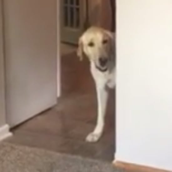 Dog Afraid to Walk Over Line Video