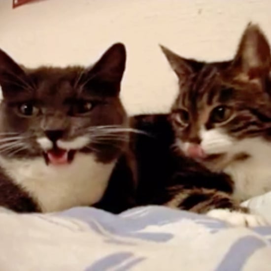 Video of 2 Cats Having a "Romantic Conversation" From Reddit