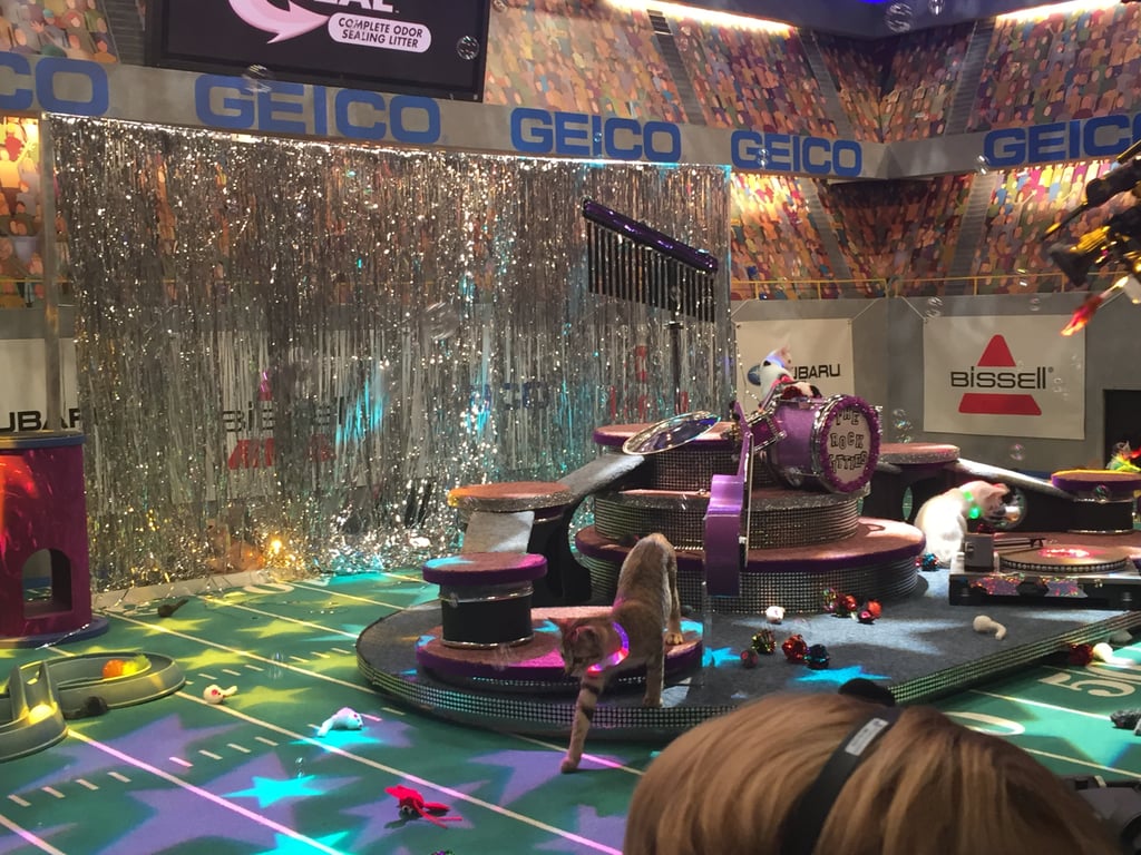 Behind the Scenes at the Puppy Bowl