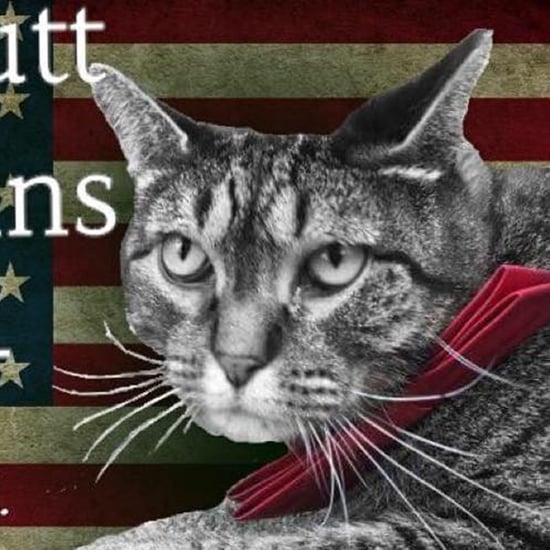 Limberbutt McCubbins, the Cat Running For President