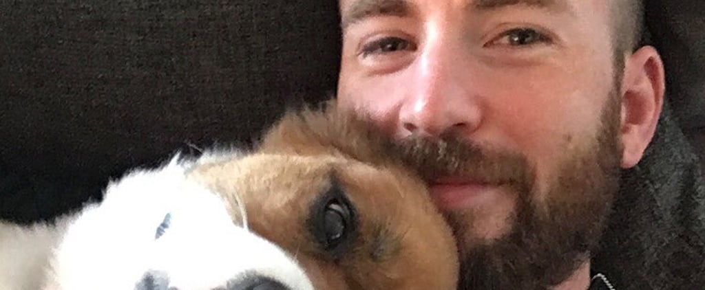Chris Evans Sewed His Dog's Toy While He Was in Surgery