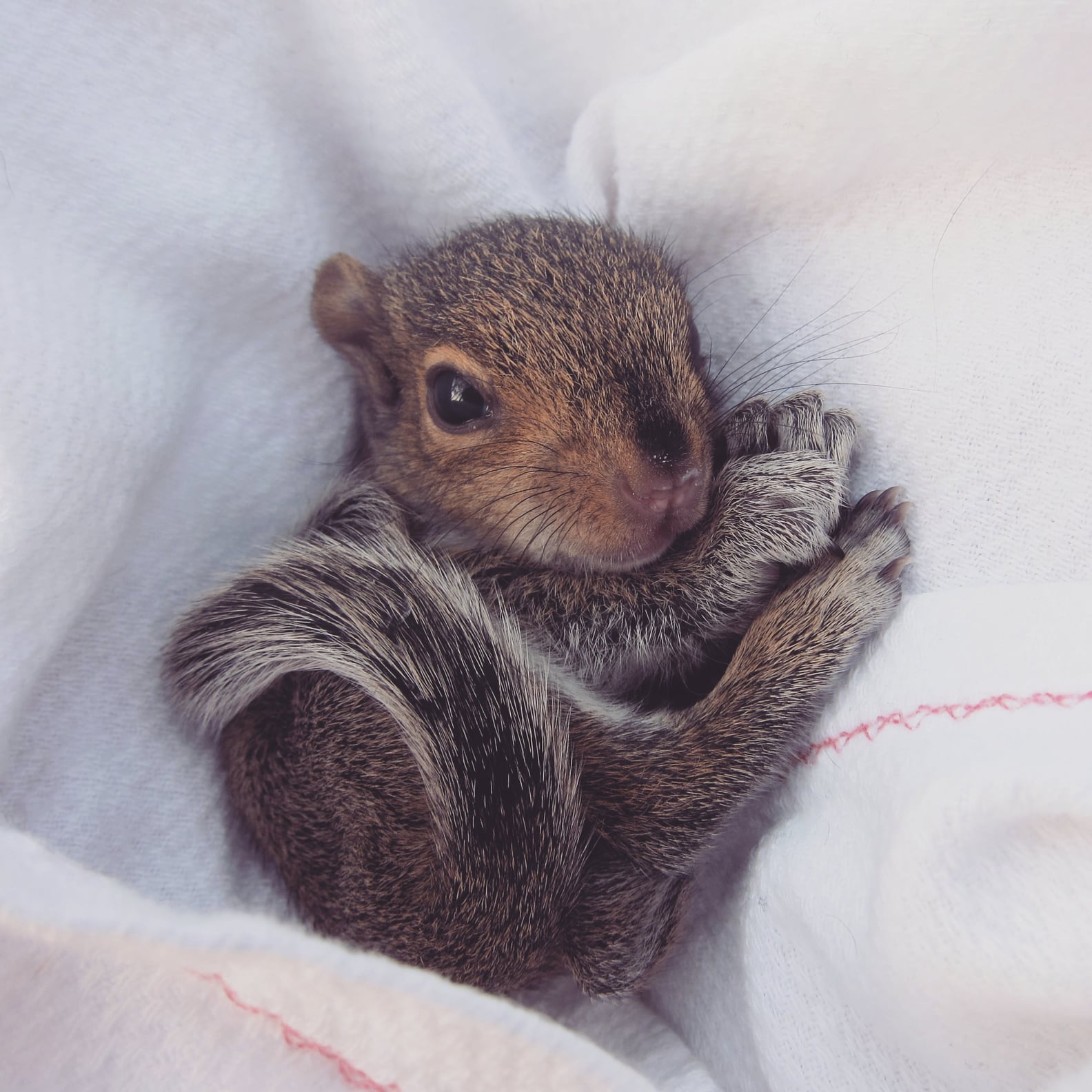 Newborn Squirrel Photo Shoot | PS Family