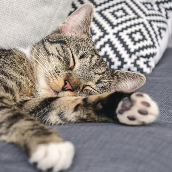 Do Cats Sleep More in the Winter?