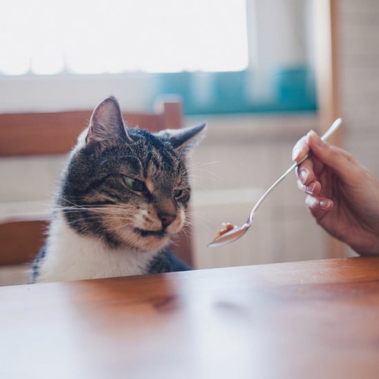 Why Has My Cat's Behavior Changed With Age?