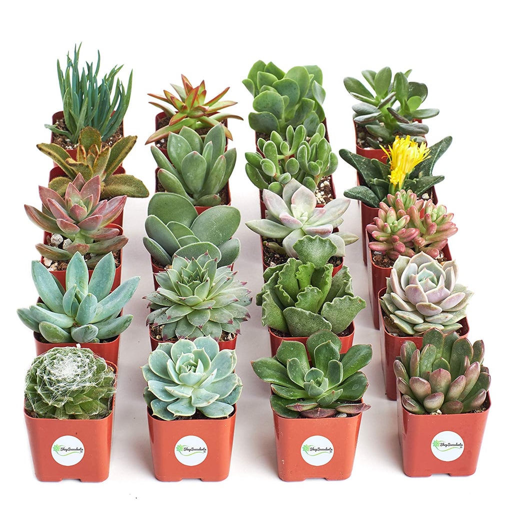Succulents Unique Succulent (Collection of 20) | Best ...