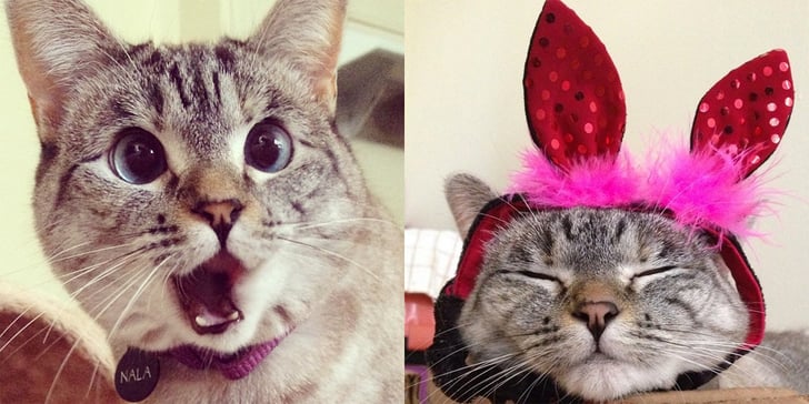 Nala the Cat Instagram | POPSUGAR Tech - 728 x 364 jpeg 56kB