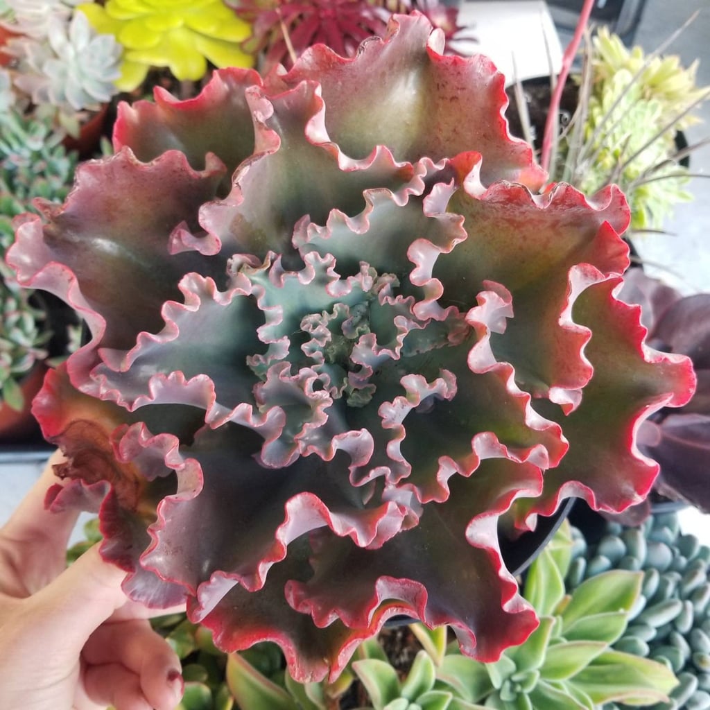 Echeveria Crimson Tide