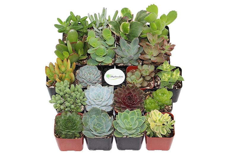 Succulents Collection