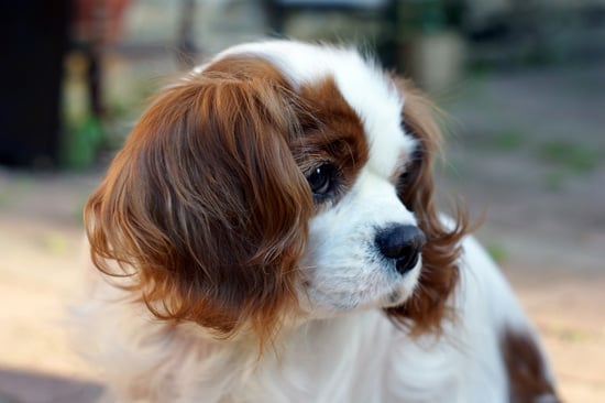 骑士查理王猎犬的照片